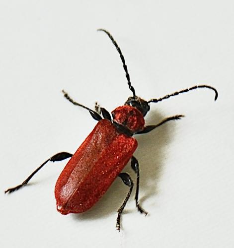 Pyrrhidium sanguineum